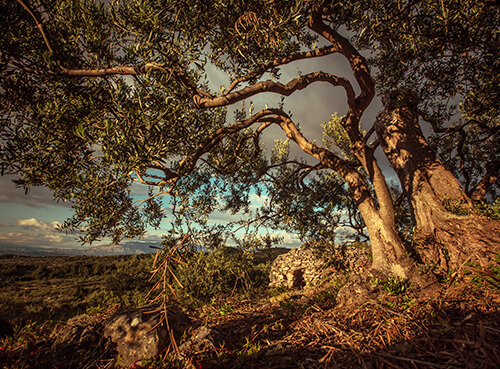 I sapori dell'Istria