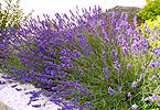 La lavanda