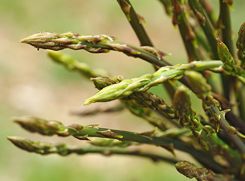 Wild asparagus